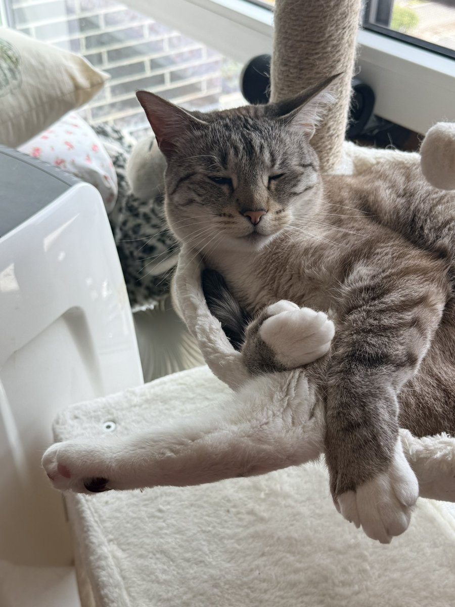 Fizzycattwt's tweet photo. The leg sticking out is killing me https://t.co/ffrHRUjL5n