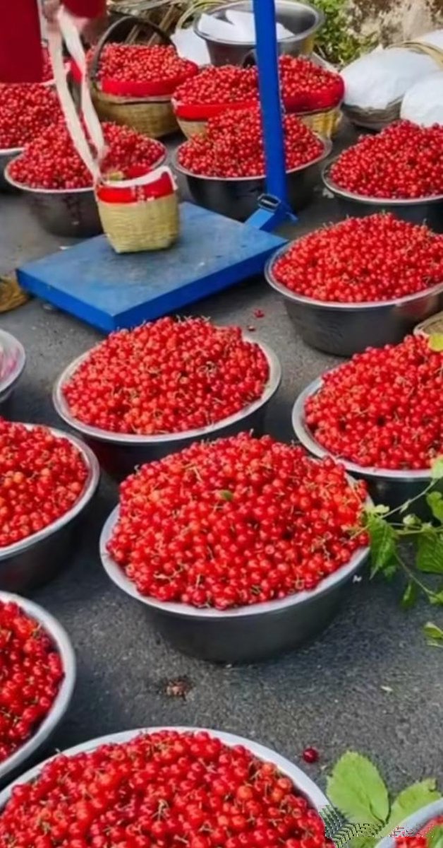 RicoGinery8's tweet photo. [This sun-ripened cherry tomato is the sweetest bite I’ve had all week! Bursting with juicy freshness, perfect for salads or snacking straight.  #FreshFoodFind] https://t.co/oIh8NOLYU5
