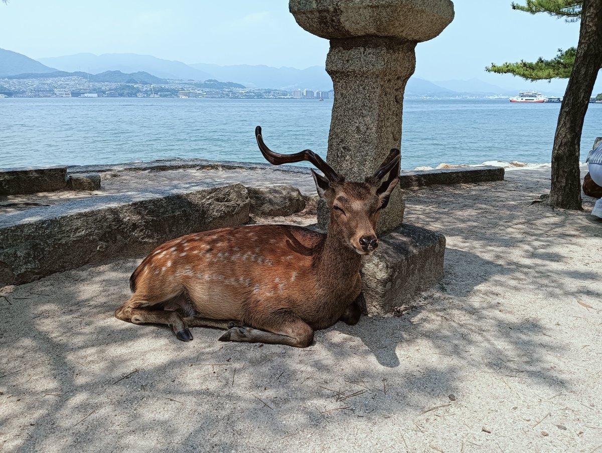 keisuke_koala's tweet photo. 宮島の大鳥居前に来ました⛩️
大鳥居&鹿をバックに、昨日ビーサイドレーベルで買った切手のステッカーと記念撮影です📸
🫎<今日はとても暑い暑い暑い…
#大鳥居
#宮島
#厳島
#鹿
#bsidelabel https://t.co/zS8SBI7E00