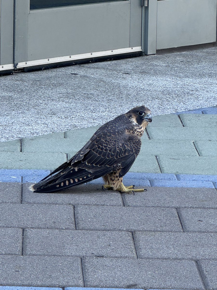lisquander's tweet photo. A peregrine landed in front of me and almost let me touch its head before some foos scared it away. https://t.co/pSpRK3Vh6D