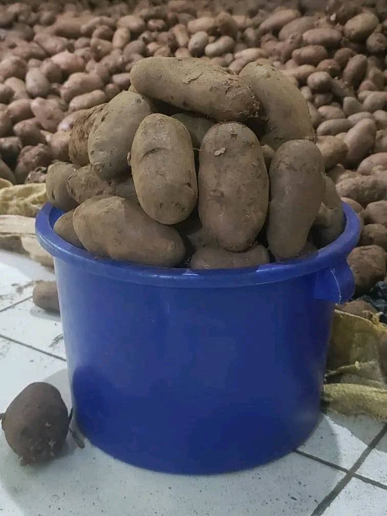 Name_Masah's tweet photo. Fresh farm potatoes ma k11,000 only, free delivery in 49,47 and Likuni.
0884477043 https://t.co/ZijxbYAvS4