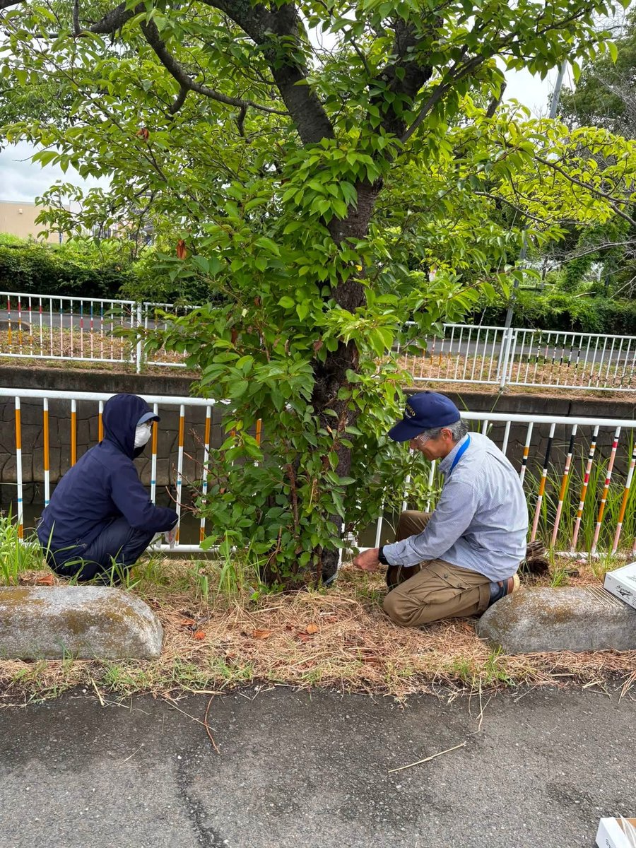 STaisuke1's tweet photo. 7月18日は南栗橋12丁目、20日は中里地区の皆さんが、南栗橋を流れる大排水路沿いの桜を守るため、猛暑の中で薬剤注入作業を行ってくださいました。心から感謝申し上げます。

埼玉県は6月にクビアカツヤカミキリ対策に約11億円を補正しましたが、久喜市は既存予算を県補助に振り替えるだけで、増額予定はないとのこと。

市民の善意に甘えるのではなく、市が管理者として必要な予算を確保し、責任を持って対策を進めるべきではないか。

猛暑の中、地域の桜を守るために汗を流してくださっている有志の市民の皆さんの姿を、行政はしっかりと受け止めなければならないと感じます。市民任せにするのではなく、市が主体となった対策の強化を求めてまいりたいと思います。

#久喜市　#久喜市議会議員　#瀬川泰祐　#せがわたいすけ　#桜並木　#クビアカツヤカミキリ
