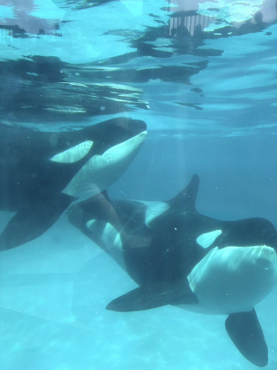 mmpenpen's tweet photo. 7\18
暑すぎてこのペンギンのようになりたいと
真剣に思いました。気持ちいいんでしょーね🥴
シャチーズはガラス面前でわちゃわちゃと来たけどいきなり来るので全員収められない📸

#鴨川シーワールド https://t.co/DeYB5BrNu1