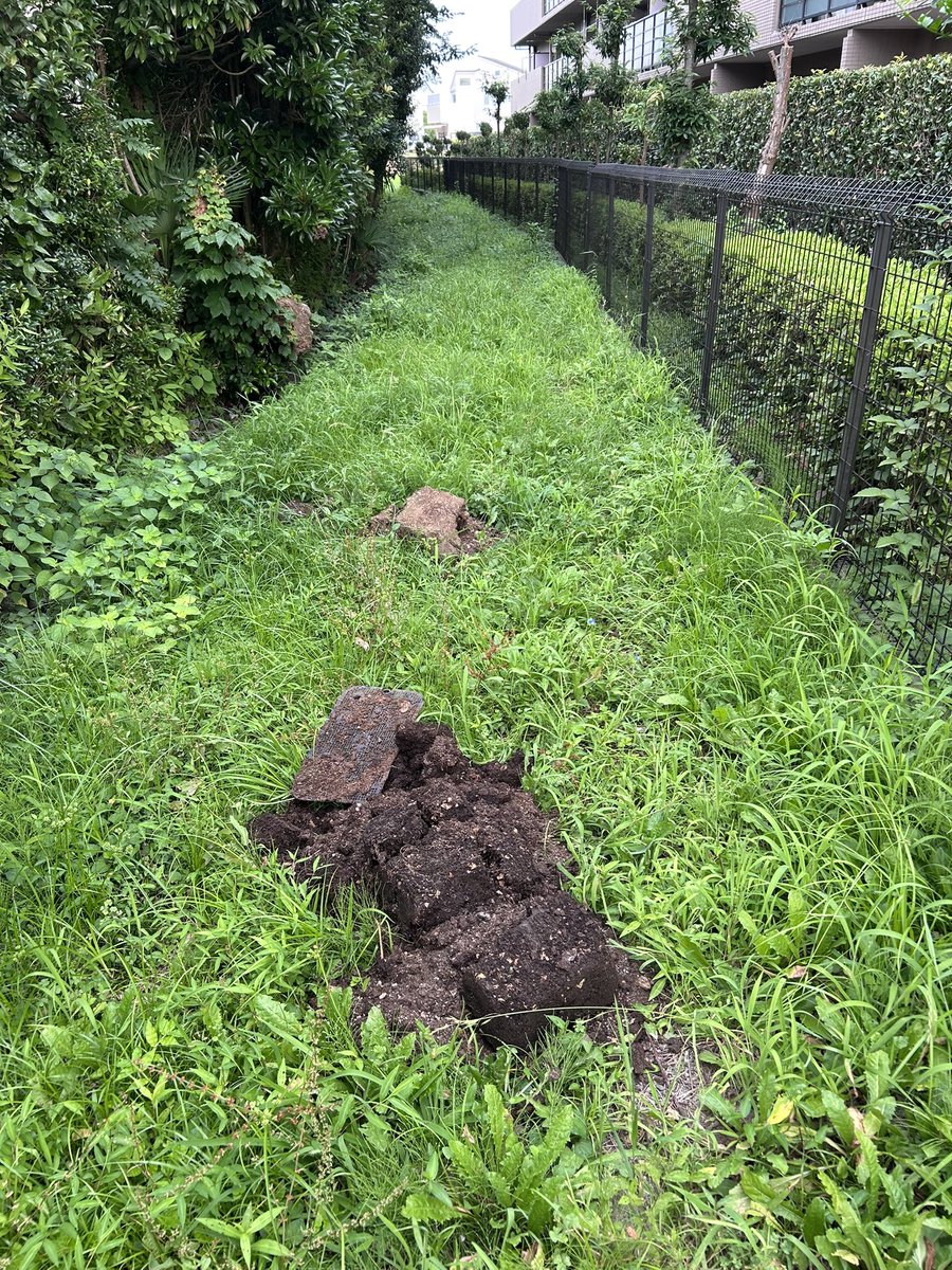 farm_ichikawa's tweet photo. プランターの土を不法投棄するの止めてください。
使い終わった家庭菜園の土を農道に捨てられると病虫害のリスクがあるのと単純に草刈りの邪魔にもなります。
本当に迷惑しております。
自治体のルールに従って処分して欲しいです。
（写真でも分かるくらい雑な捨て方も腹立ちます） https://t.co/Vr5N6cOydH