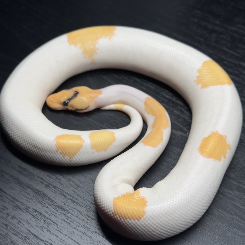 Dnasty0014Y3l's tweet photo. #SideBcollection
#YellowBenjamin
#BallPython
#ボールパイソン
#YB
1.0 SuperOD Fire YB Clown Pied https://t.co/RD8GoeEhhl
