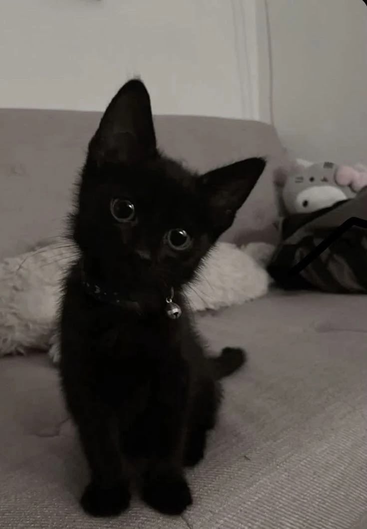 kittyava tweet media