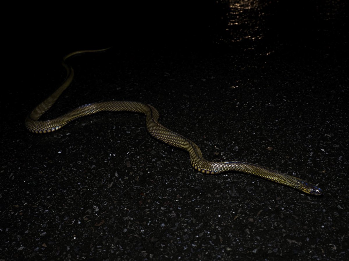 Seibutsu_Onsen's tweet photo. タイワンタカチホヘビ
台灣標蛇
Achalinus formosanus

台湾きてます！
日本のよりはるかに大きく、最初別の蛇かと思った https://t.co/K3aMZwsxjL