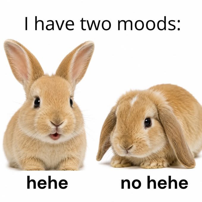WHY YOU SHOULD HAVE A BUNNIES tweet media
