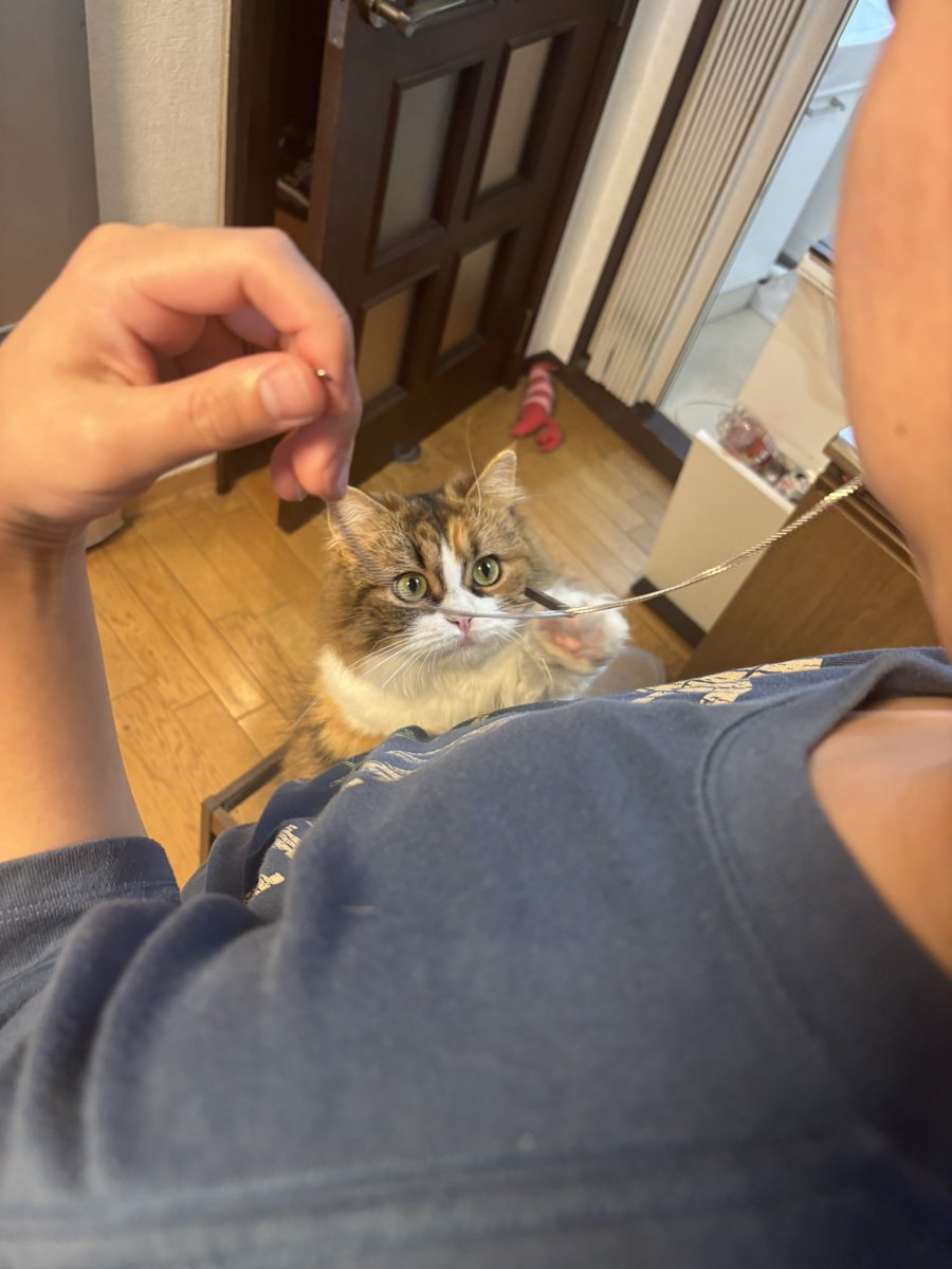 komumeru2025's tweet photo. 旦那のネックレスに異常な食いつきを見せる猫

これ！むうのヒモですよね！！ https://t.co/MoS6tQQZ1U
