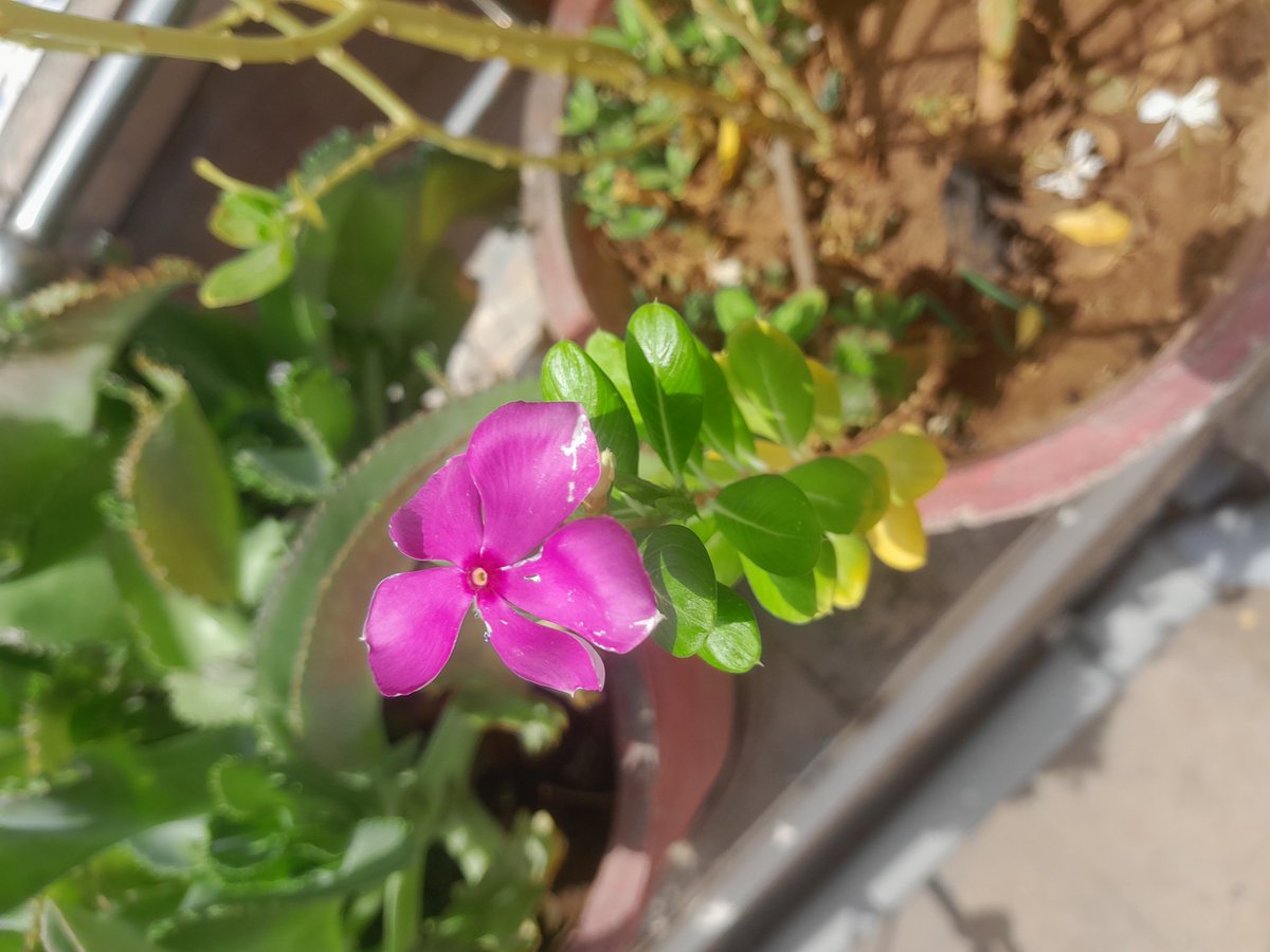 bts_deprived's tweet photo. #FlowerForHobi https://t.co/GXiFmTrZBp