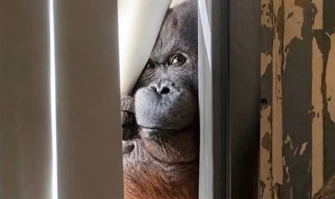 Laura_arma_ni's tweet photo. "How do you know so much gossip?"
Me: https://t.co/f5YsHuLT0C