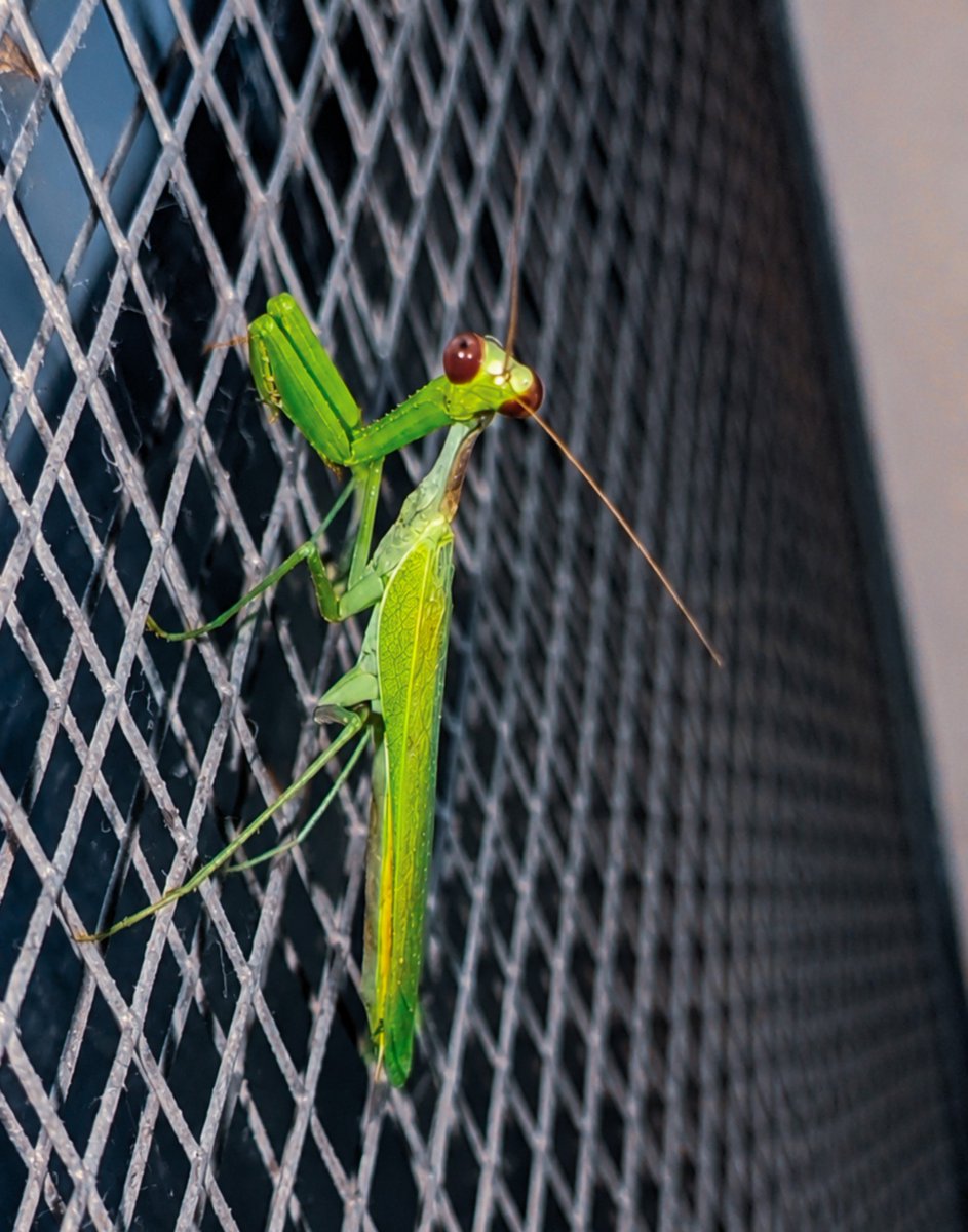 levi_hernandez's tweet photo. Bugs Life 🐛 https://t.co/4NJ1QNMlUM