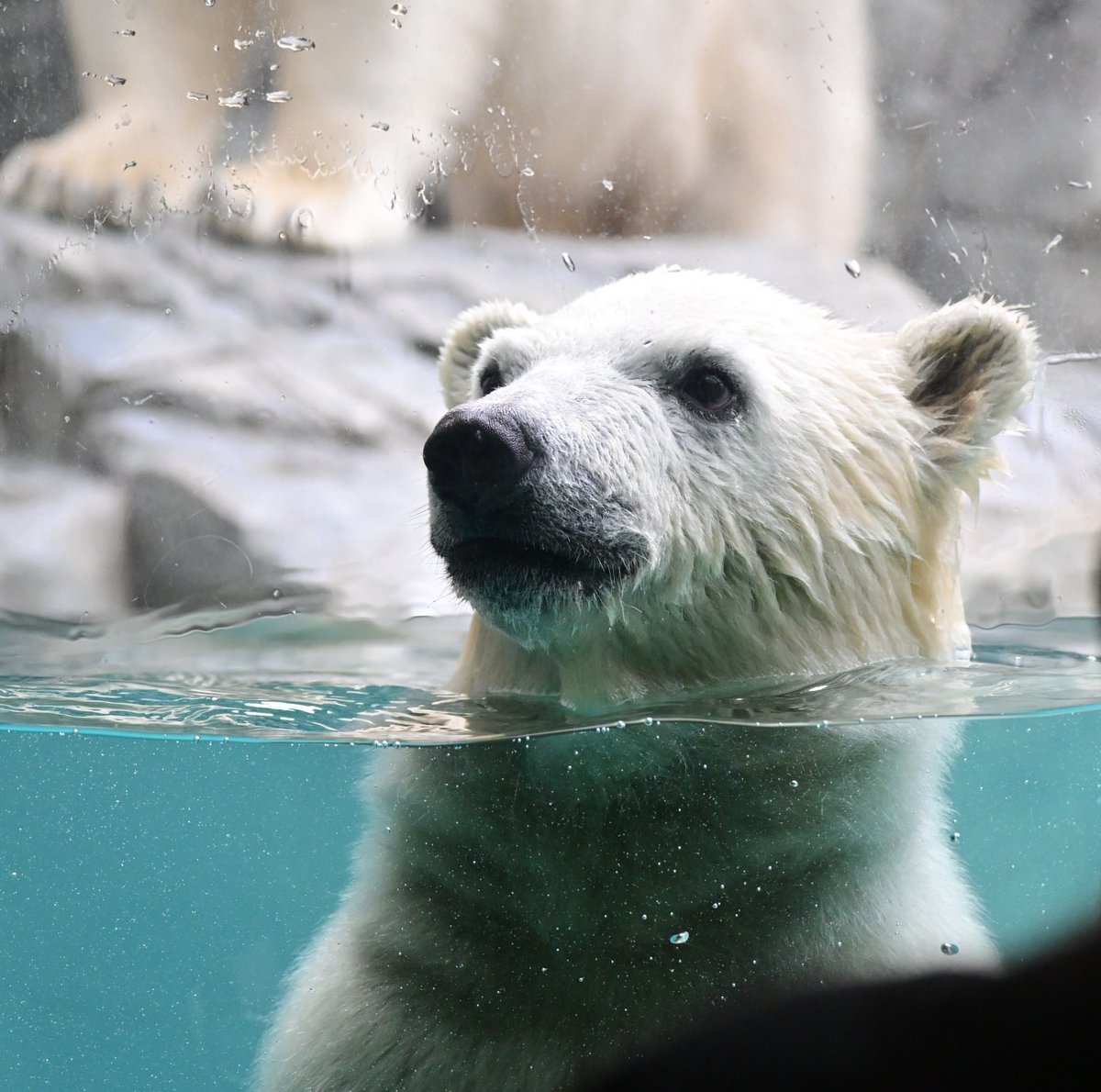 yunonoel's tweet photo. 2026.6
お腹がぷくっとしていて可愛いモモ太🐻‍❄️

#モモ太　#男鹿水族館　#男鹿水族館GAO #ホッキョクグマ https://t.co/yiuu1IuoGC