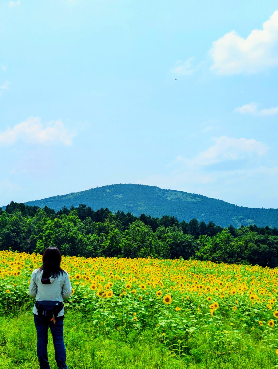 萌の里のひまわり🌻 奥の畑が見頃✨