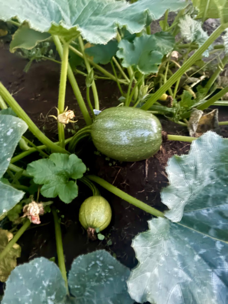 BobMood85's tweet photo. Pumpkin patch! https://t.co/lpjOfUeseN