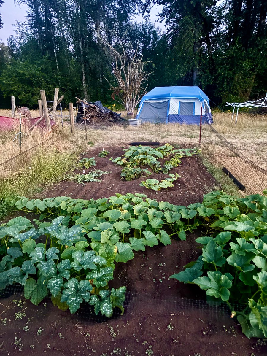 BobMood85's tweet photo. Pumpkin patch! https://t.co/lpjOfUeseN