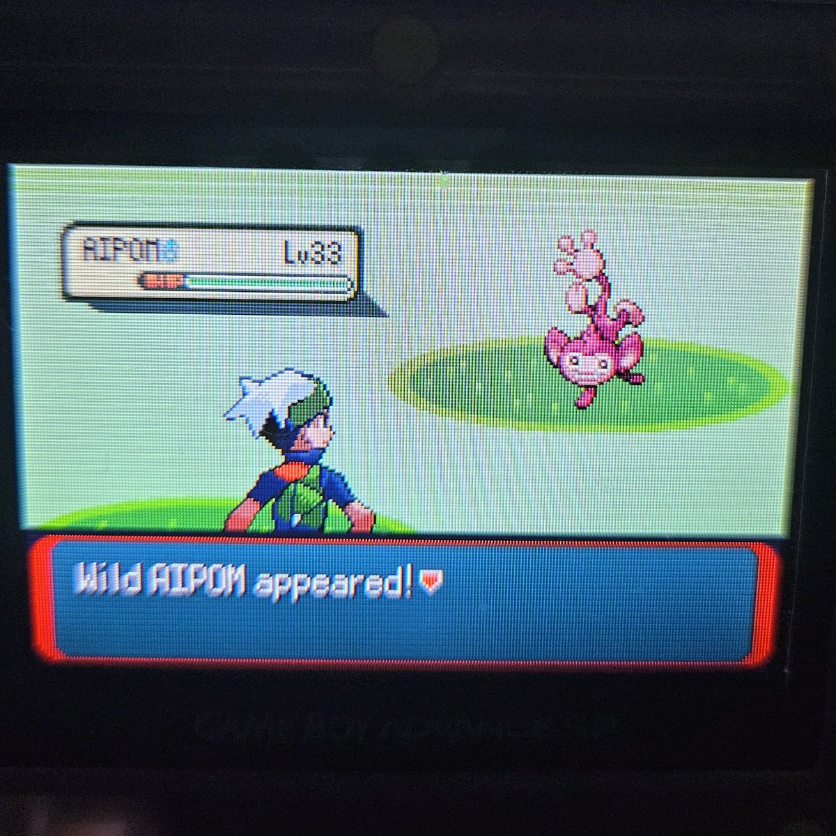 ShiningDanny1's tweet photo. 🌈Tell me your main safari target!!✨️
#shinypokemon #aipom #shinyaipom #rse #emerald #emeraldversion #safari #safarizone #safariweek #emeraldsafari #fullodds #gen3 #retro #gbasp #sp #cmod #modded #pokemon #shinylivingdex #livingdex #8192 #fulloddsshiny https://t.co/H0Q8MZCQE3