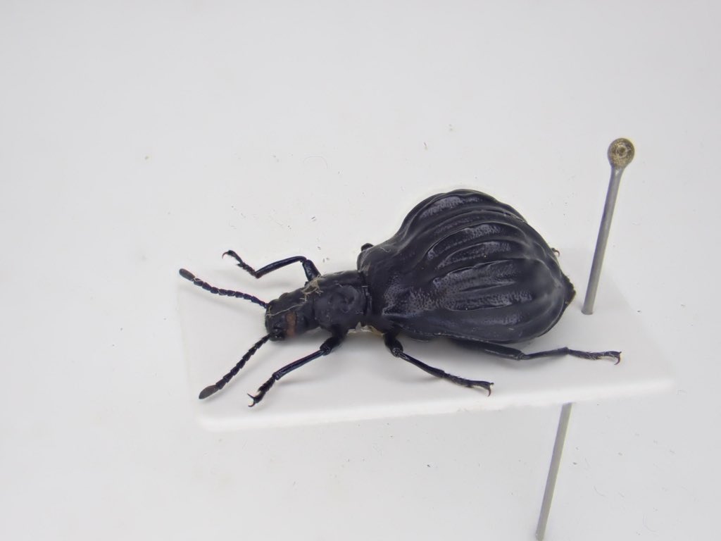虫類 ぎんぽ堂 超珍品！オーストラリアの珍奇カミキリ 標本 昆虫標本 目玉