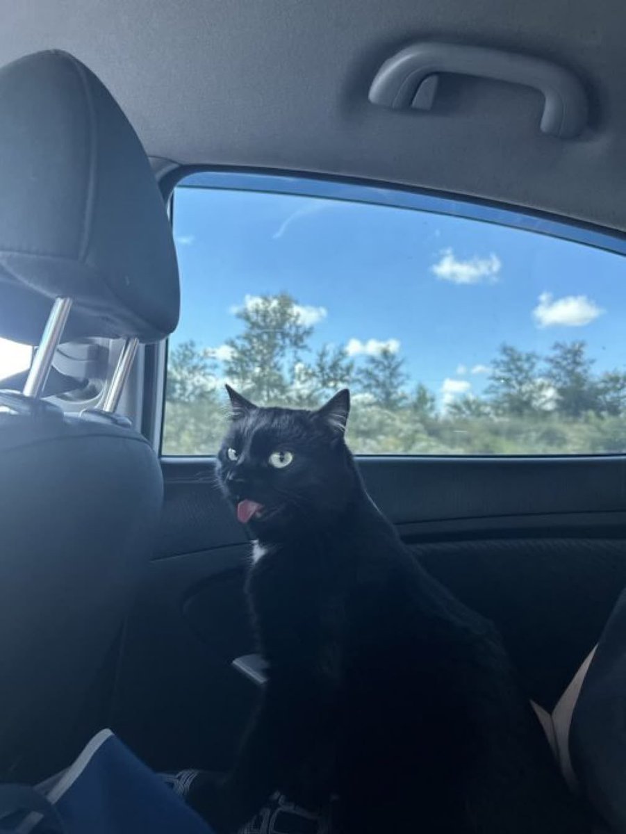 blackscats's tweet photo. He said : "😛" https://t.co/C7AliKCxzb