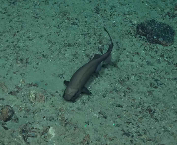 WAtlFish's tweet photo. Parmaturus? catshark #DeepWonders https://t.co/mrEtJSP2XI