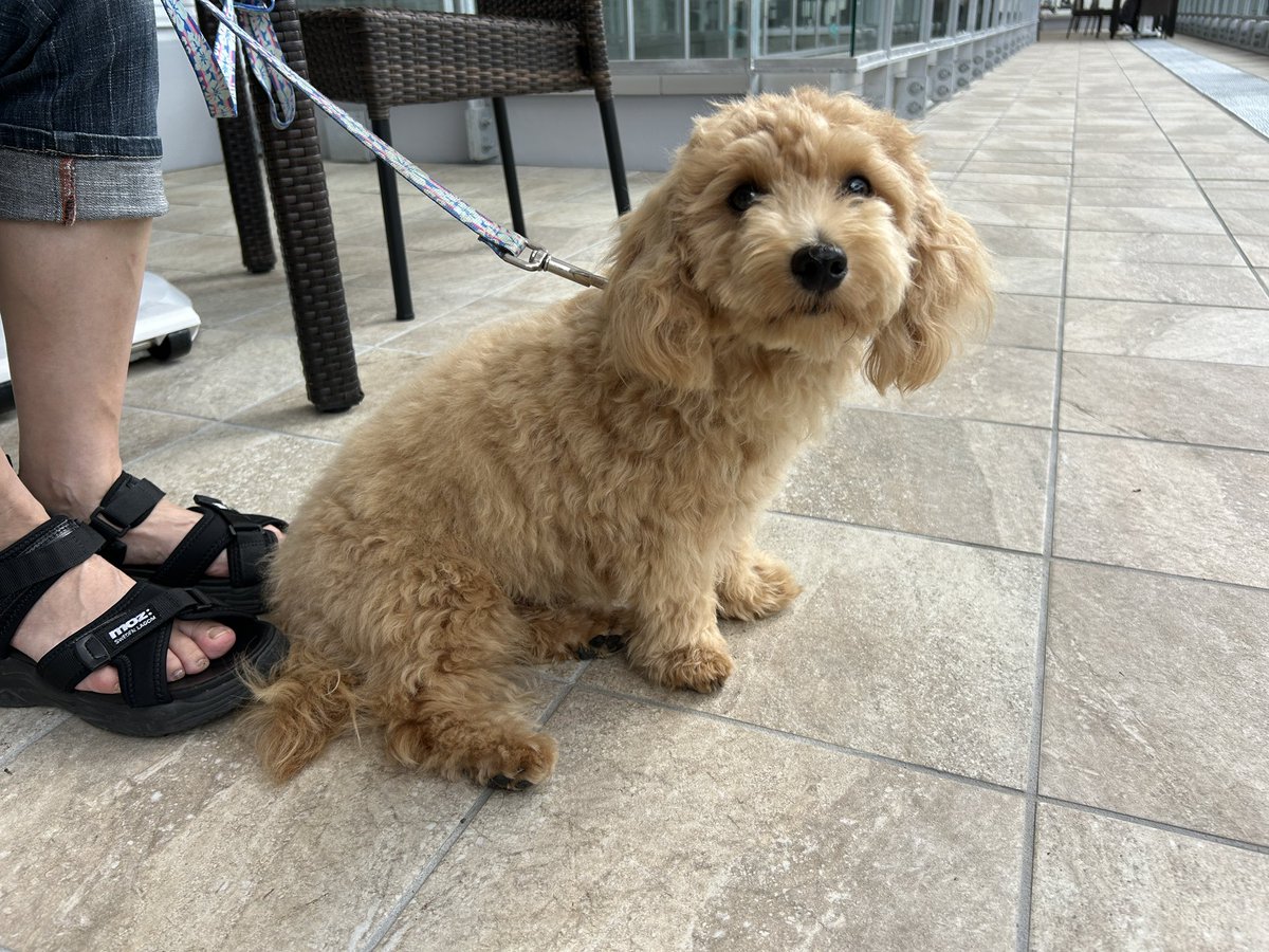 【イエローブロンド♡金髪】ココナッツ♡ココちゃん♡箱入り♡ 🐶今日のわんこ🐾 本日遊びに来てくれたのは、マルプーのココちゃん