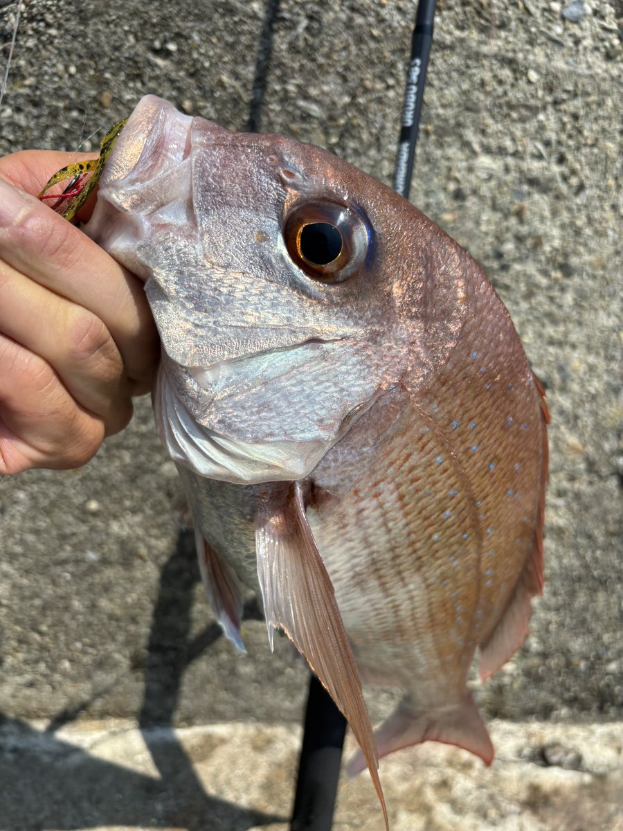 namatamanama's tweet photo. 夏のショアラバ、デイのショアラバ、タイのショアラバ、、、恋のメガラバリリースからからもう20年になるなぁ...とか思いながら潮のタイミングよく3真鯛 🐟🐟🐟☀️ 
　
#RedSeaBream 
#たいぽよ　
#BOMBADA 
#ボンバダ　
#URUBU58S 
#ウルブー58S https://t.co/QM0wlFQl4O