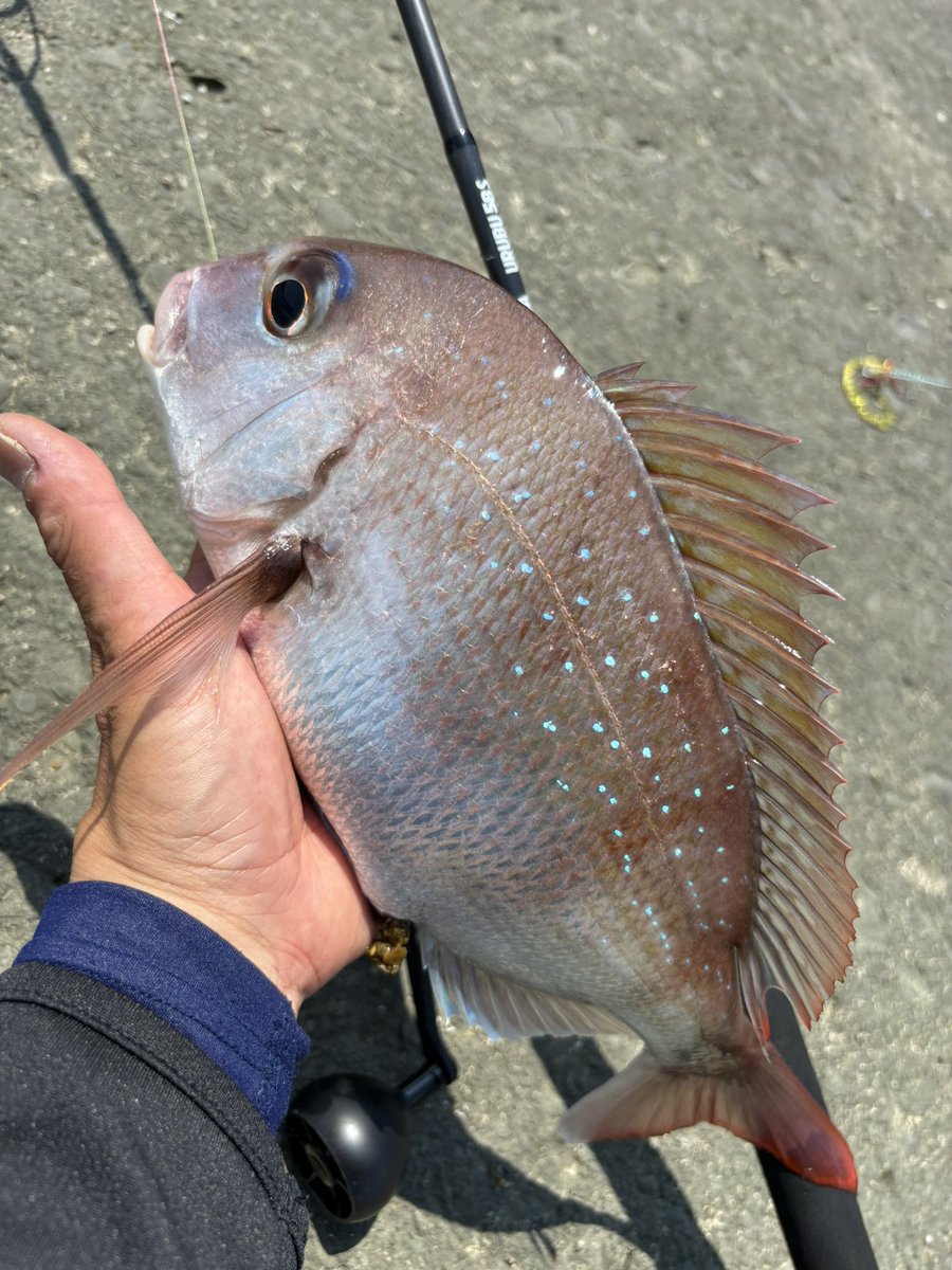 namatamanama's tweet photo. 夏のショアラバ、デイのショアラバ、タイのショアラバ、、、恋のメガラバリリースからからもう20年になるなぁ...とか思いながら潮のタイミングよく3真鯛 🐟🐟🐟☀️ 
　
#RedSeaBream 
#たいぽよ　
#BOMBADA 
#ボンバダ　
#URUBU58S 
#ウルブー58S https://t.co/QM0wlFQl4O