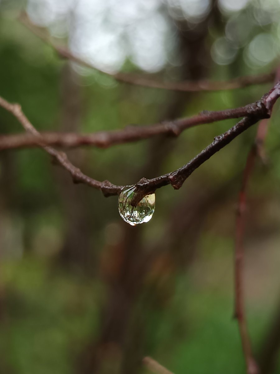niileshraichura's tweet photo. Droplets ๐ง
#bokeh https://t.co/X6JRtmrzM6