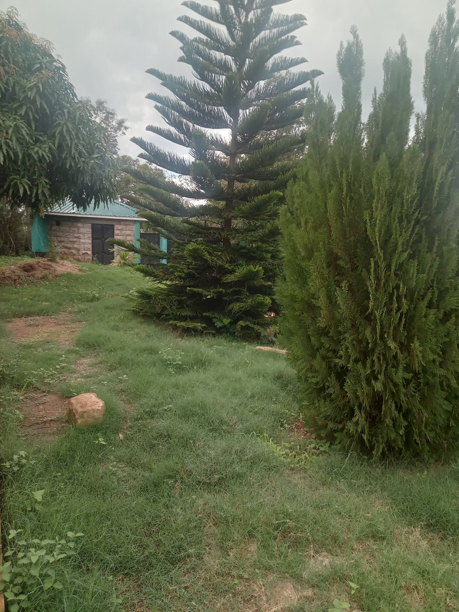 musili_fra25542's tweet photo. Good morning my online friends,..finally am home after 8 months in diaspora mombasani &amp; kitui is beautiful 😍 https://t.co/uTehgtSBG6