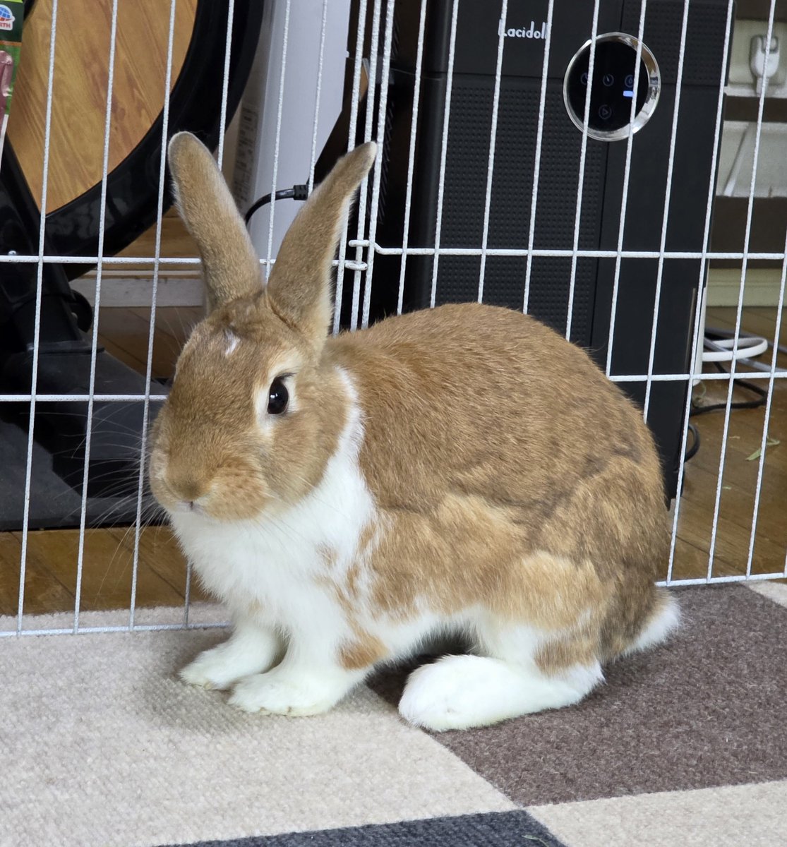 こんにちは🥵🐰🐰🐰🐰 #うさぎ