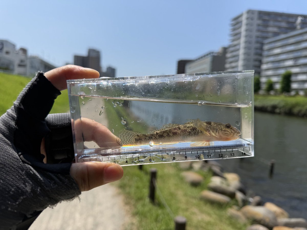 marblegoblin's tweet photo. 今年のハゼクラ始めはホームの旧中川！
まだまだ小ぶりですがルアーに反応してくれました。
でも暑すぎて熱中症🥵なりかけましたので日中は避けた方が良いですね https://t.co/PGNcZS2Mn4