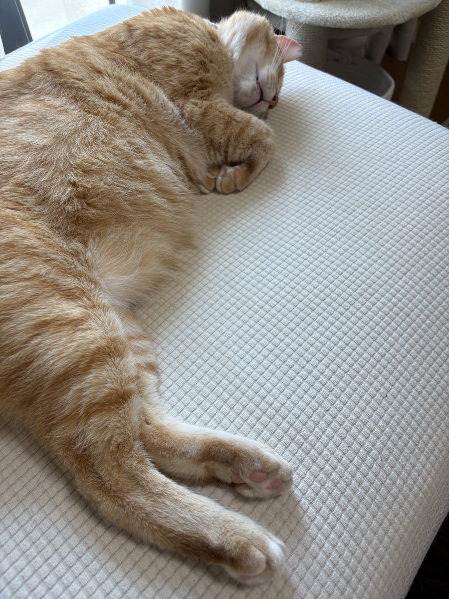 agusaya17's tweet photo. 昨日たくさんお留守番させちゃったから今日はずっと一緒🐈
2人でソファでゴロゴロしてるだけ https://t.co/plVNxuIn0i