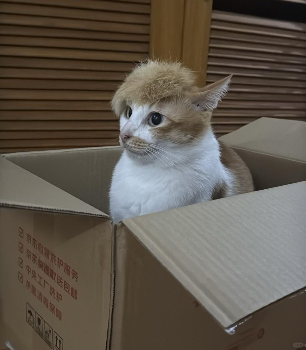 nocontextscats's tweet photo. very stylish https://t.co/iLIHmxZbQj