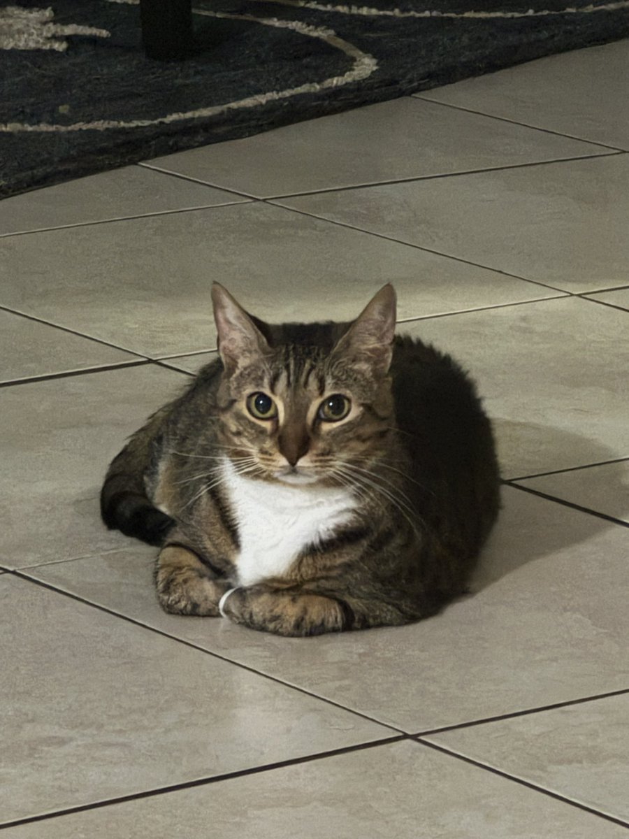 kage1570's tweet photo. お姉さーん！もう寝る時間ですよー！いつまでくつろいでんのかね😜

#猫じゃ猫じゃ 
#猫可愛い 
#猫好きな人と繋がりたい 
#猫の日常 
#猫写真 https://t.co/J1AuQ9UZnf