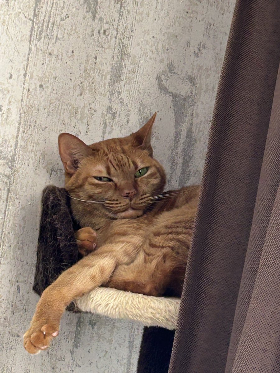 WinterMichan's tweet photo. 今日は暑いね

ここは涼しいにゃ(≖ᴗ≖ )ﾆﾔﾘ https://t.co/hMTzPPNzwH