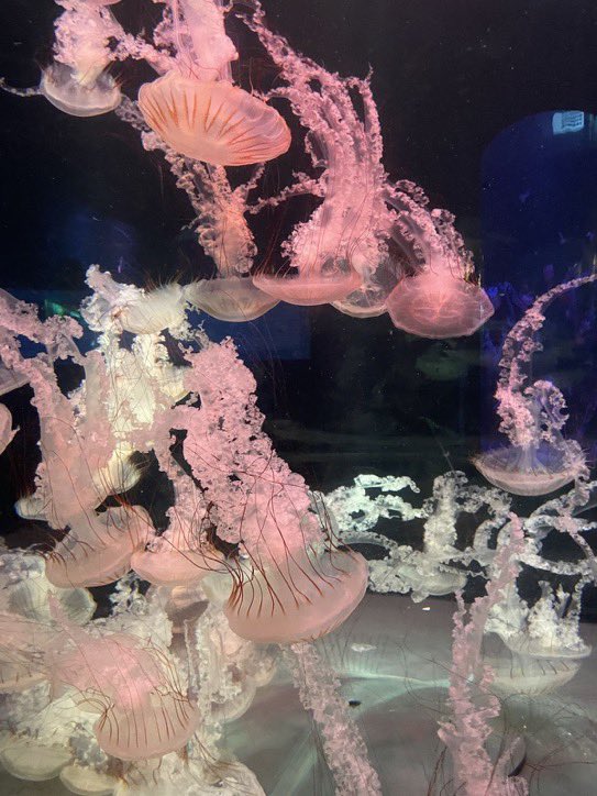 lunecrumbss's tweet photo. jelly fish: the ocean’s living lanterns https://t.co/h6Z1ln8l7V