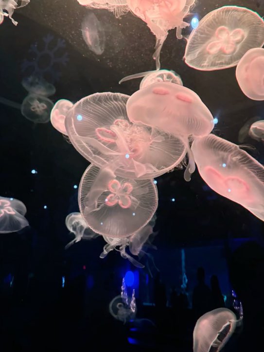 lunecrumbss's tweet photo. jelly fish: the ocean’s living lanterns https://t.co/h6Z1ln8l7V