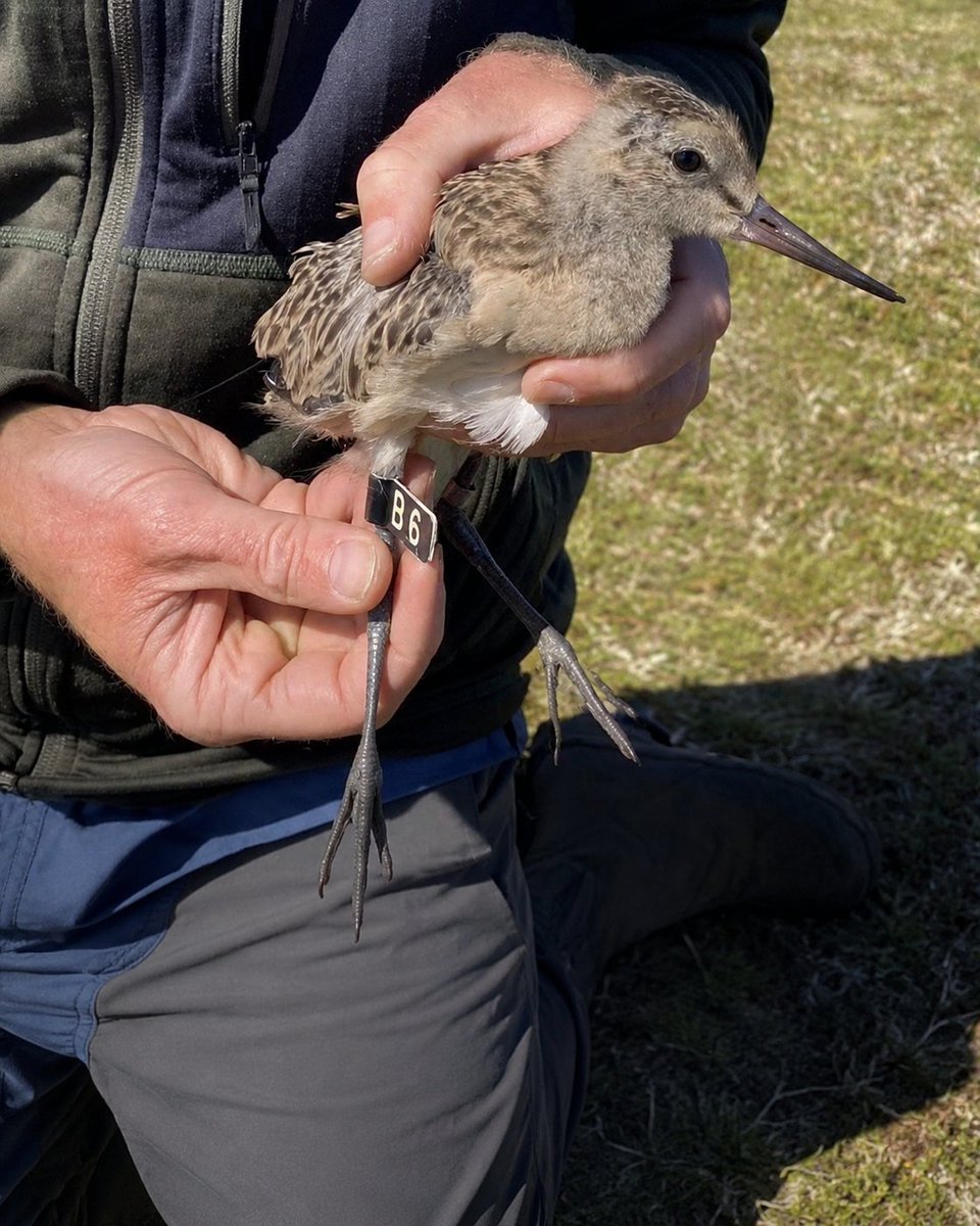 AmazingNature00's tweet photo. This bird flew for eleven days straight without landing once. No food. No water. No sleep in the way we understand it. Just wings, beating over open ocean, for more than a week and a half.

The bird is a bar-tailed godwit, and the individual tagged B6 shattered the record for the longest non-stop flight ever recorded by any animal, crossing from Alaska to Tasmania in a single unbroken journey. To grasp what that means, imagine running back-to-back marathons, without stopping, for eleven days. That is roughly the metabolic feat this bird performs, except it does it while flapping the entire time.

How is this even possible? Before departure, the godwit transforms its own body into a flying fuel tank. It gorges itself, nearly doubling its body weight in fat. Then, in one of the most extreme biological changes in nature, it shrinks its own internal organs. Its liver, kidneys, and even parts of its digestive system atrophy, because it will not eat for the entire trip and does not need them. It essentially cannibalizes its own guts to make room for fuel and reduce weight.

It carries no map, yet it navigates thousands of kilometers of featureless ocean with pinpoint accuracy, likely using the stars, the Sun, Earth's magnetic field, and an internal sense we still do not fully understand. It waits for the right weather, launching itself onto favorable winds like a surfer catching the perfect wave.

And it may sleep on the wing. Scientists believe birds like this can shut down one half of their brain at a time, resting one hemisphere while the other keeps flying, a trick that lets them stay airborne and alert across an entire ocean.

There is no room for error. There are no islands to rest on across much of that route. If it miscalculates its fuel or hits the wrong storm, there is nowhere to land, and it will not survive. Every one of these flights is a life-or-death gamble made by an animal weighing about as much as a can of soda.

We build machines to cross oceans. This bird does it with fat, feathers, and instinct older than humanity.

Does it change how you see the small birds around you, knowing some of them are capable of something like this?