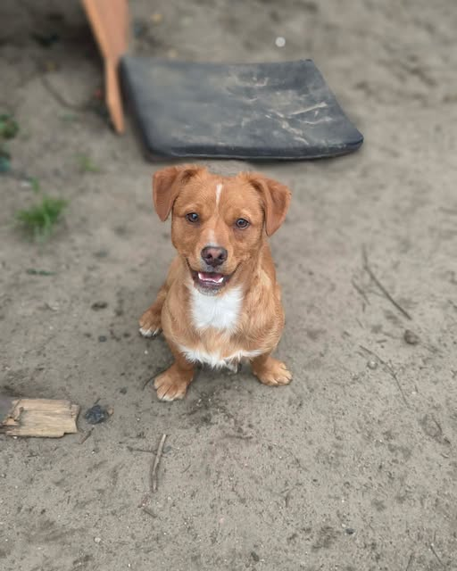 AnnaSernawit's tweet photo. Gdy poczuje się bezpiecznie-pokazuje swoją prawdziwą naturę: radosnego,ciekawskiego i spragnionego bliskości🐶Docelowo będzie małym pieskiem-ok. 8–10 kg.Szukamy dla niego kochającego,cierpliwego i odpowiedzialnego🏡który pokaże mu,że człowiek potrafi być dobry❤️
☎️572-947-491 https://t.co/3wMm7z51Gz