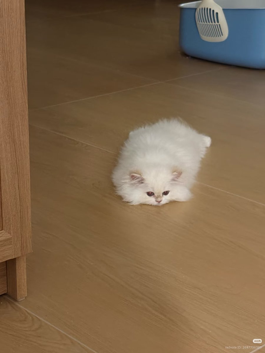 nocontextscats's tweet photo. melted https://t.co/gFQJcJGc2r