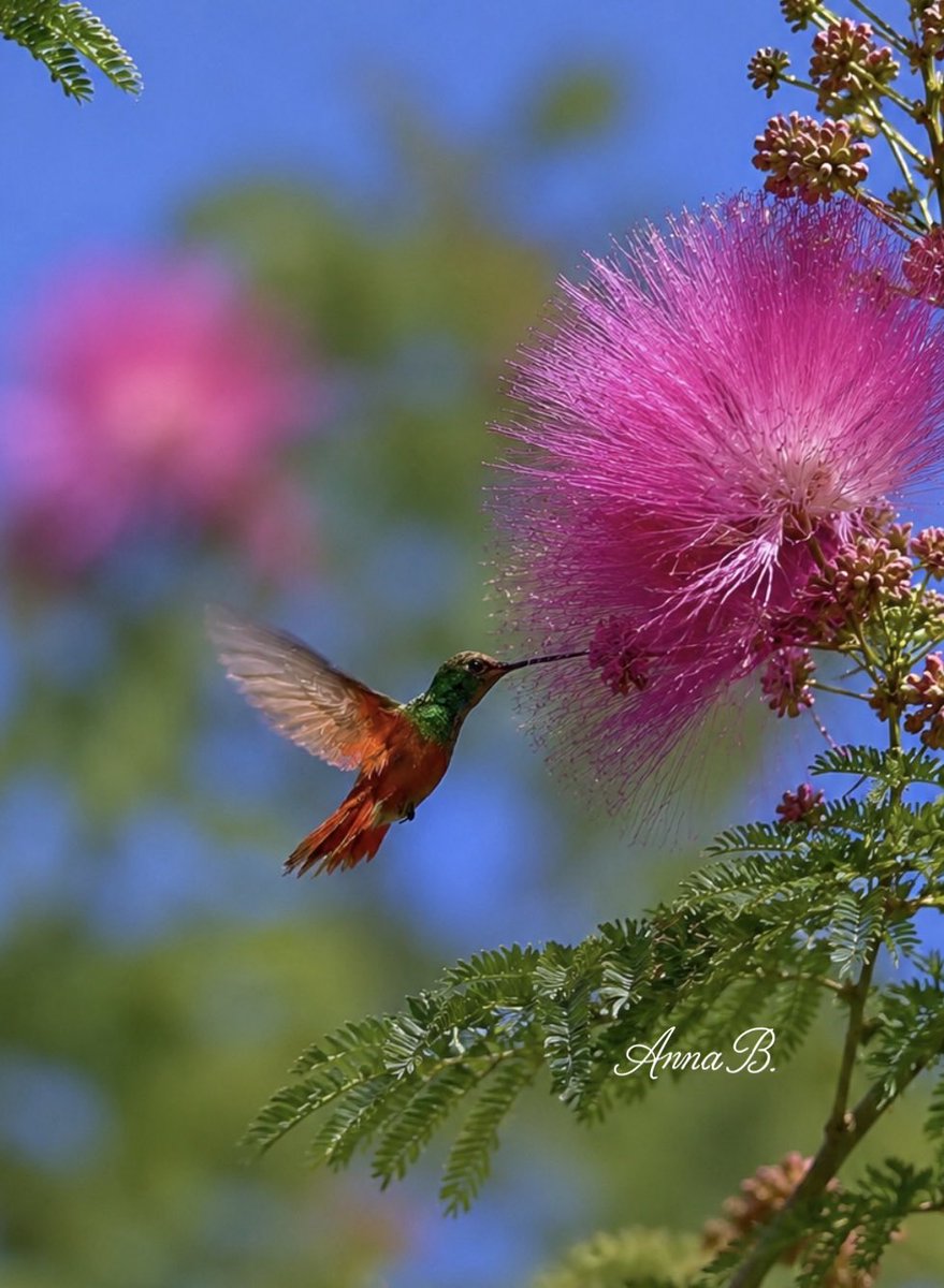 Aurora41155547's tweet photo. Vibrant Wings: A Hummingbird’s Pink Moment
#Art #SynthArt #AnnaBArt
#Hummingbird #NatureInFocus #WildlifeInMotion #ColorOfNature https://t.co/ZoHJS2bV4k