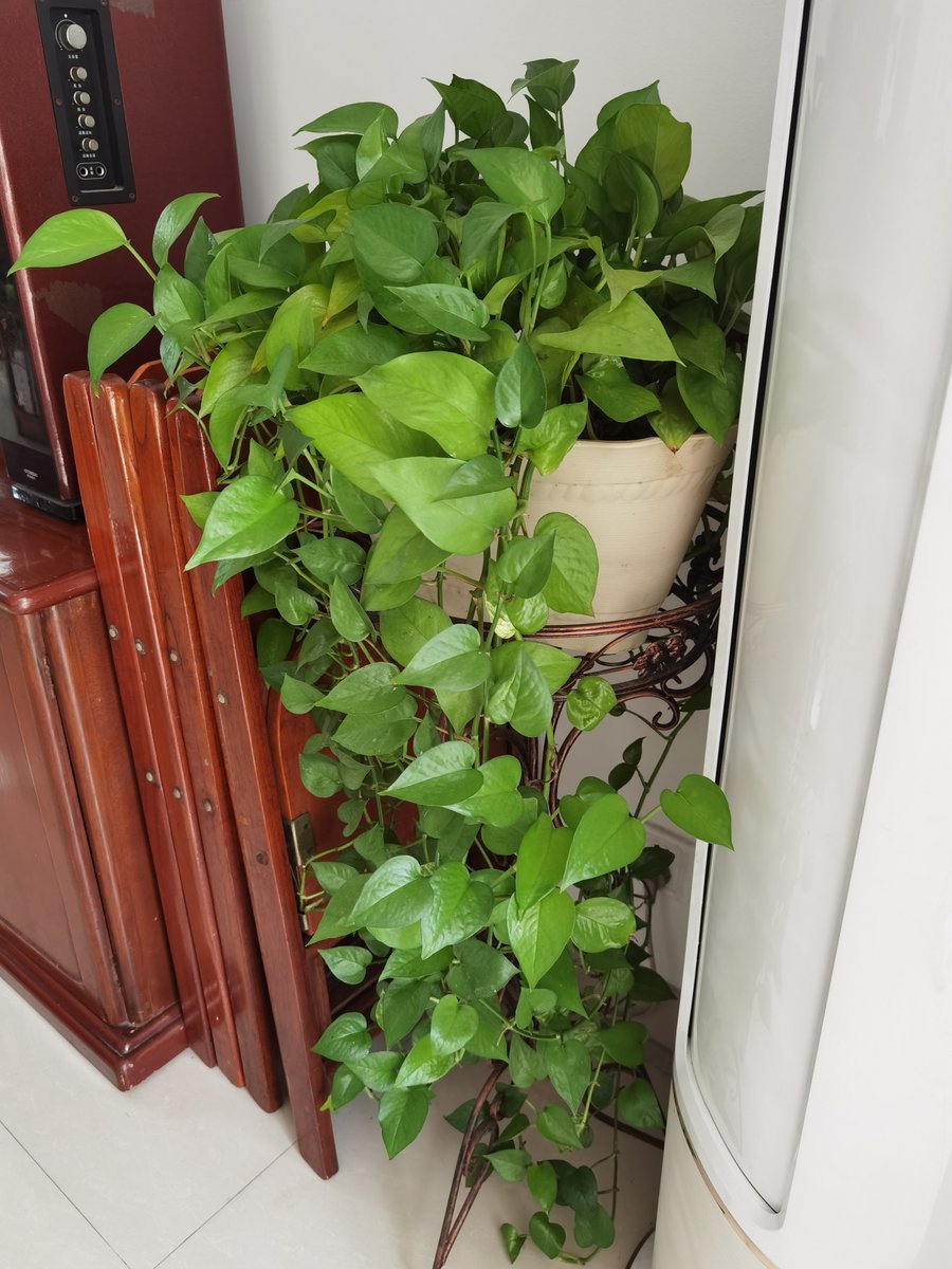 SkSk37489056's tweet photo. Water your pothos only when the top 2 inches of soil feel dry—this low-maintenance houseplant will thrive with minimal effort! https://t.co/2ql41RtVq9
