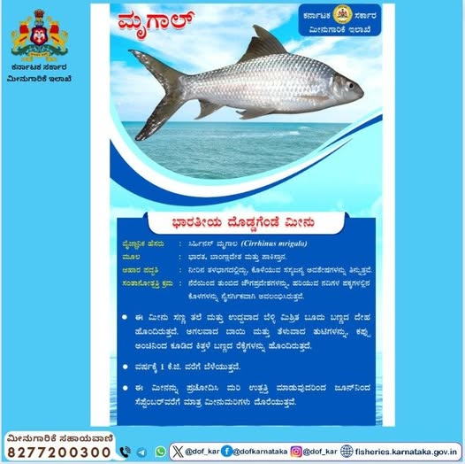 DOFGOK's tweet photo. Indian Giant Grouper.              
#ಮೀನುಗಾರಿಕೆಇಲಾಖೆ #ಕರ್ನಾಟಕ #ಮೀನುಗಾರಿಕೆಸಹಾಯವಾಣಿ #dof #fisheries #karnataka #fisherieshelpline #dof_kar https://t.co/c84wsrgVsv