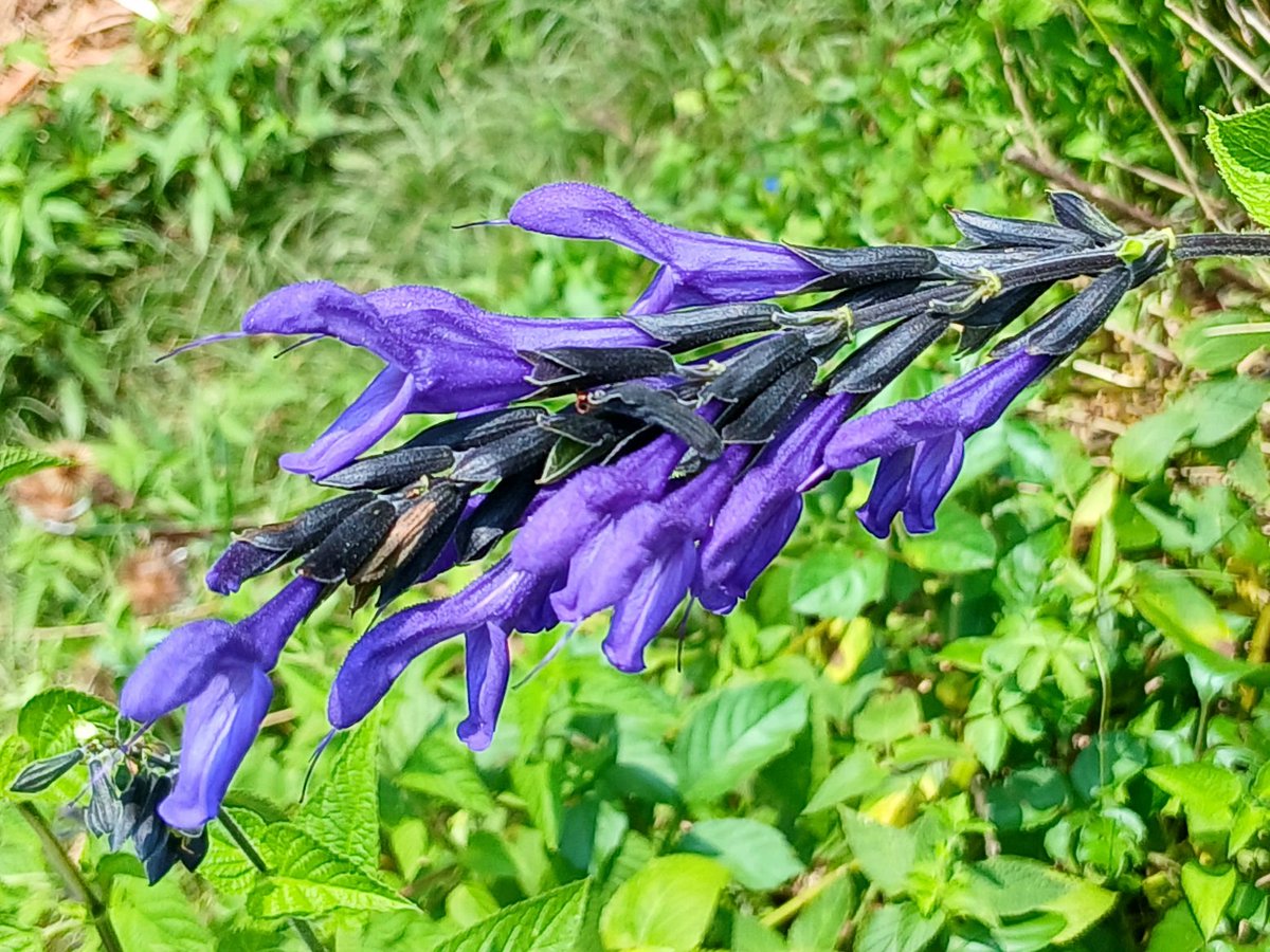 Kobo25969780's tweet photo. 総合公園の花

ガラニチカセージ
別名、サルビア・ガラニチカ
シソ科アキギリ属

キダチチョウセンアサガオ(木立朝鮮朝顔)
ブルグマンシア属として、好きな漫画「BANANA FISH」に登場してた

ヒャクニチソウ(百日草)と紫色のオステオスペルマム

フレンチマリーゴールド？
和名、紅黄草(コウオウソウ) https://t.co/wg85HFa8Yk