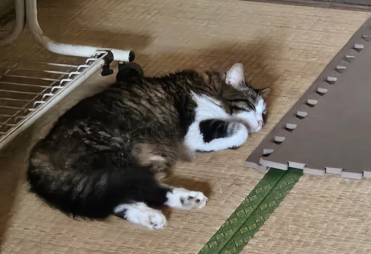 mado397's tweet photo. トラみー元気そうでよかた🐈🐈 https://t.co/amllz23EI7