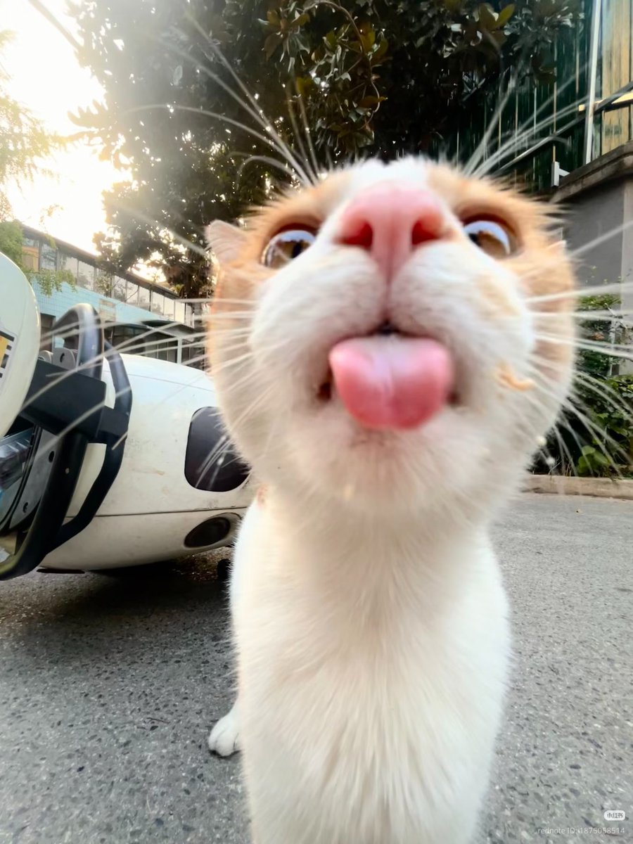 nocontextscats's tweet photo. 👅 https://t.co/oCsOUjJuHo