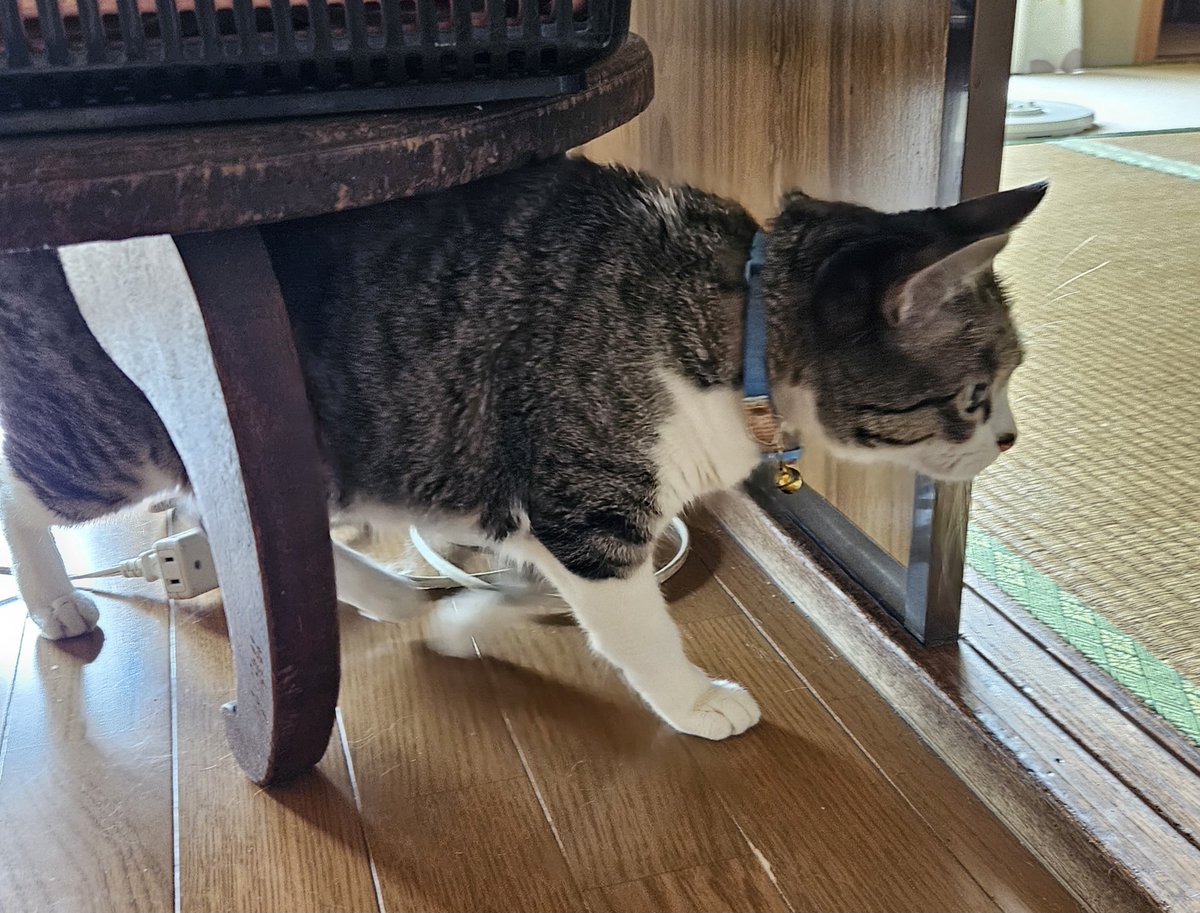 mado397's tweet photo. トラみー元気そうでよかた🐈🐈 https://t.co/amllz23EI7