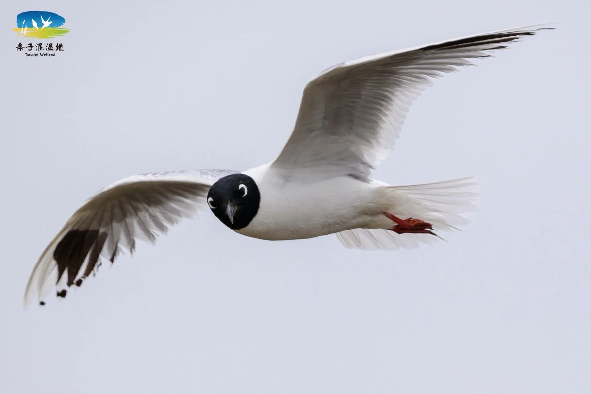 CraneCal117015's tweet photo. 🪽🎩Between the vast wetlands and endless blue skies of Yancheng's Tiaozini, the Saunders's gull paints a vibrant picture of nature's beauty. 
#calandfriends #naturelover #animallove #nature #animals https://t.co/W6hrh7VXBY