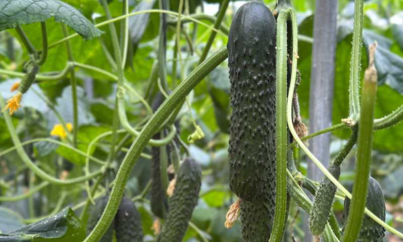 Portagrano's tweet photo. 🆕Mitre, Nairobi, Moscú y Helsinki completan el calendario de pepino holandés de Fitó🥒🥒🥒🥒
https://t.co/Kb042N45kW

🥒🥒En #pepino francés el nombre es Normando y en tipo español Caudal

#SemillasFitó #cucumber #seeds #vegetables https://t.co/DycJ7gmHbv