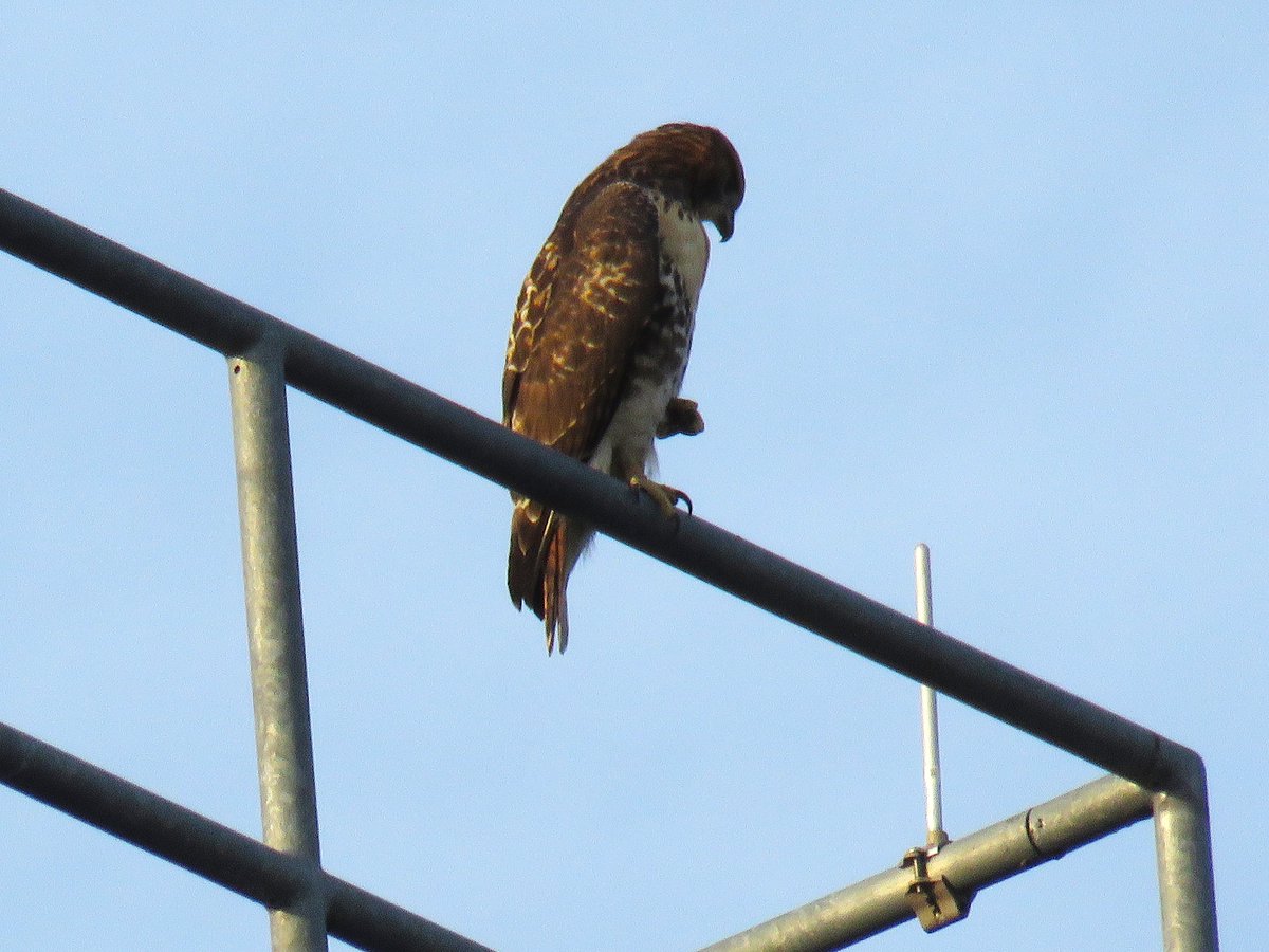 CornellHawks's tweet photo. 18:00, 7/20   The P's head west trying out a new part Campus.

Great views of new perches on the Statler Hotel &amp; surrounding area!

Many thanks to Suzanne &amp; woodg for the evening update! https://t.co/I7iDOt8we8